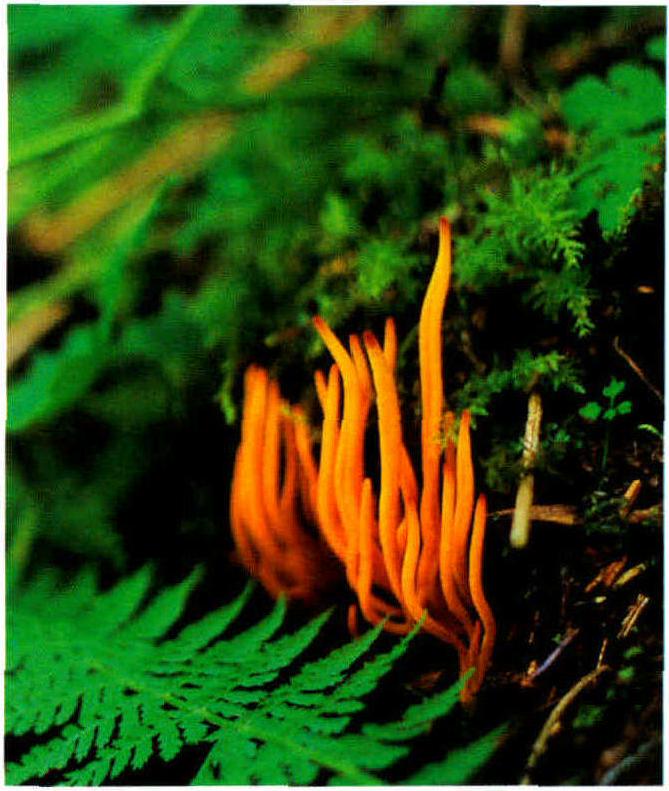 Clavaria aurantio-cinnabarina Schw.